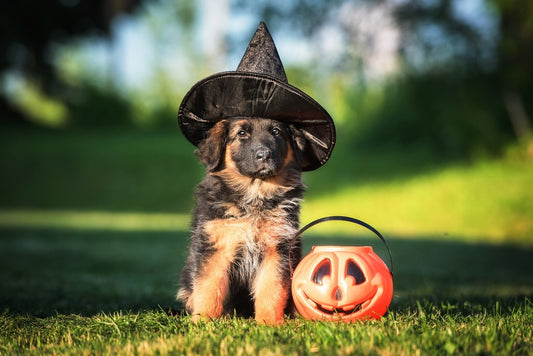 Getting your dog through spooky season